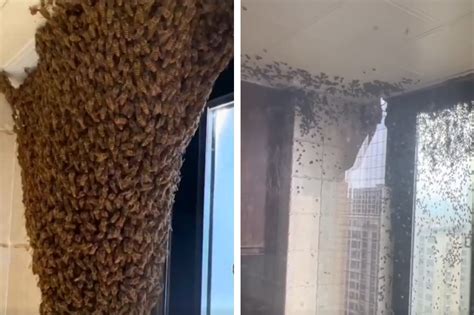 蜜蜂 飛進家裡 無情説法